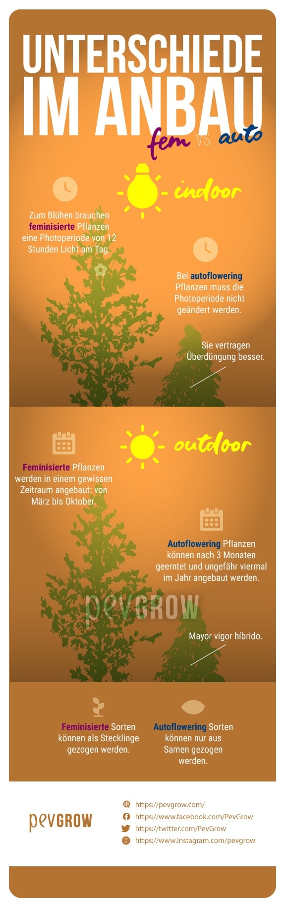 Das Bild zeigt die Unterschiede im Anbau von feminisierten und autoflowering Cannabispflanzen*