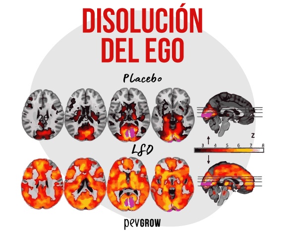 Imagen que muestra de manera científica la “disolución del ego”*
