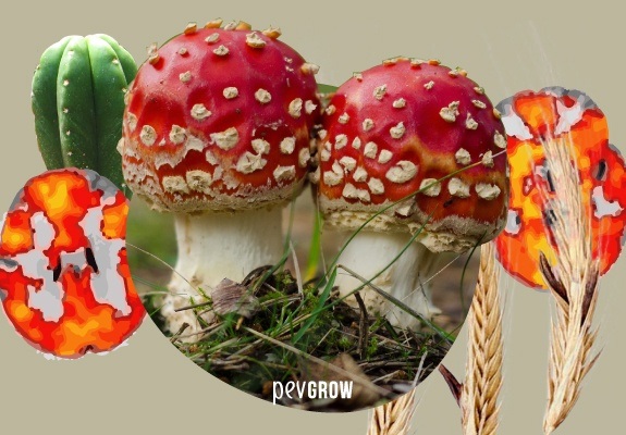 Image de deux beaux champignons parmi d'autres enthéogènes.