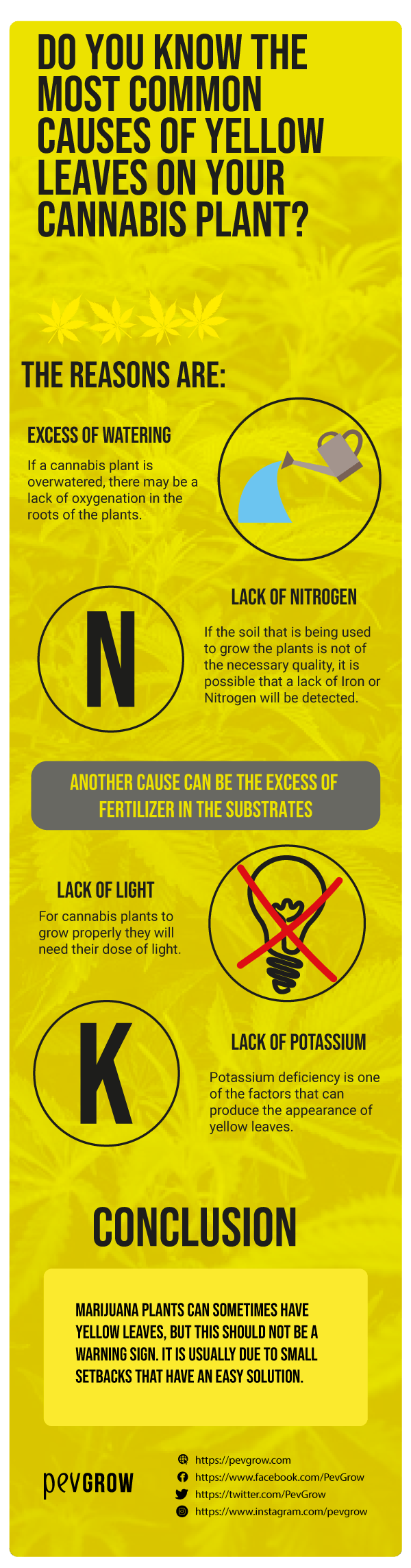 Infographics on yellow leaves on a marijuana plant