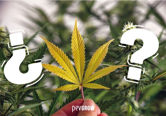 Image d'une feuille de cannabis jaunie entre deux points d'interrogation, sur fond de plantes vertes
