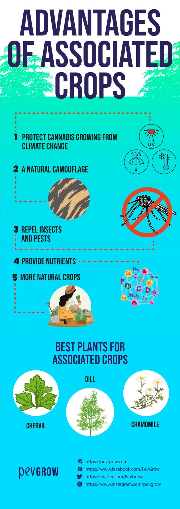 Image on the benefits of intercropping