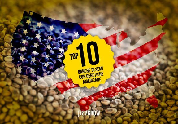 Le 10 migliori banche di semi con genetiche americane