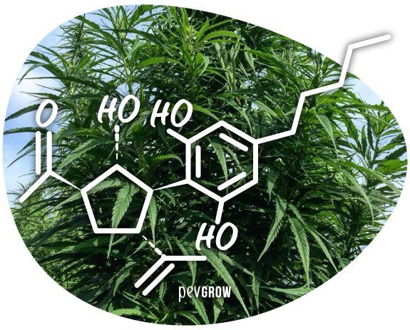 Estructura quimica del CBM