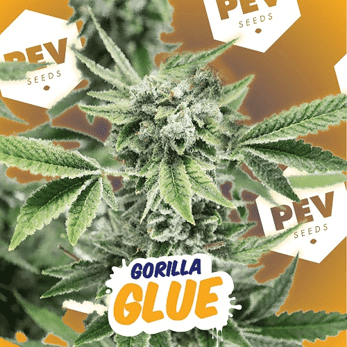 Impresionante Imagen de la Gorilla Glue*