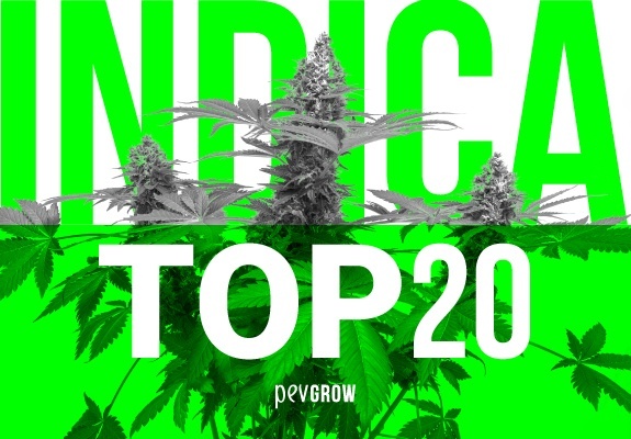 Ranking mejores 20 plantas de marihuana indicas