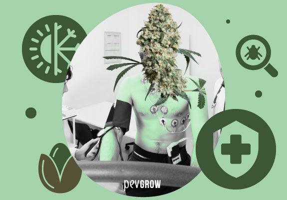 Plagas marihuana: Cómo prevenir eficazmente