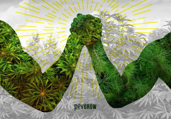 Deux bras se défient, l'un représentant une culture de cannabis et l'autre une plante différente.