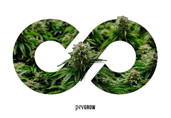 Signe de l'infini rempli de plants de cannabis