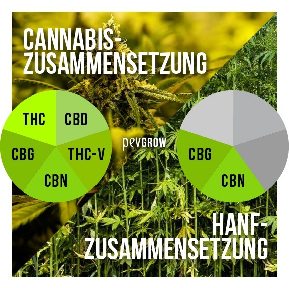Bild einer Hanfpflanze und einer Cannabispflanze, auf dem man die Unterschiede zwischen beiden Arten sehen kann
