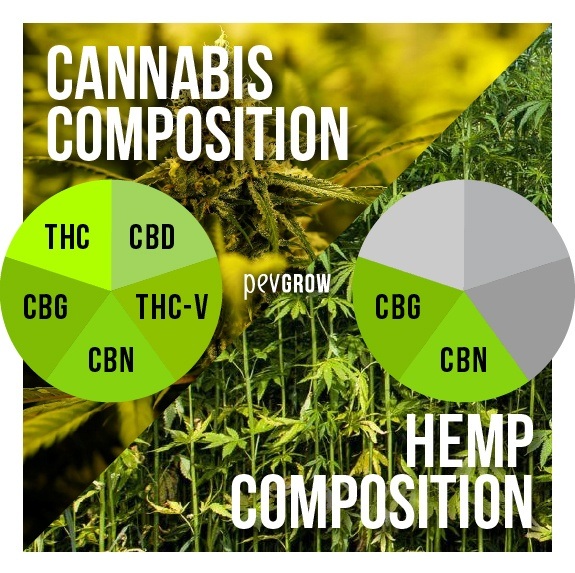 Image of hemp and cannabis to make a contrast between the two