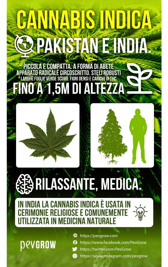 Infografica Marijuana Indica