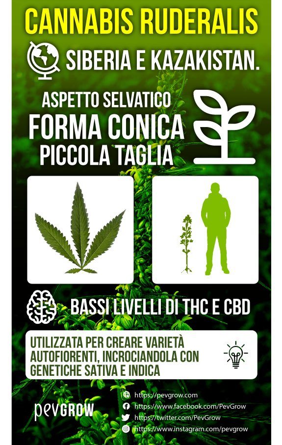 Infografica Marijuana Ruderalis