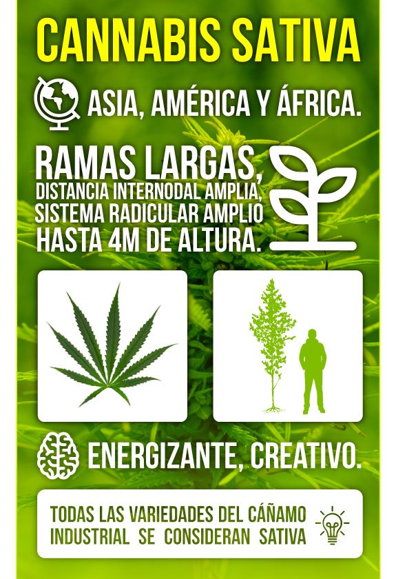 Infografía Marihuana Sativa