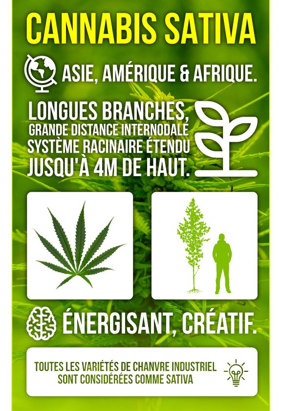 Infographie Marijuana Sativa