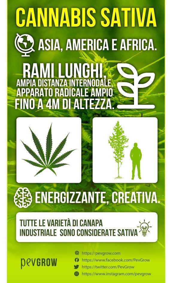 Infografica Marijuana Sativa