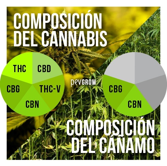 El cáñamo y la marihuana son dos variedades distintas del cannabis