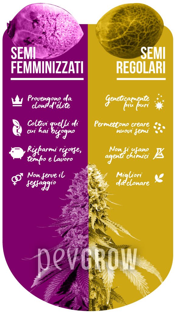 Infografica che illustra i benefici dei semi femminizzati e regolari