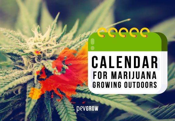 2023 Calendar for outdoor marijuana growing in Europe