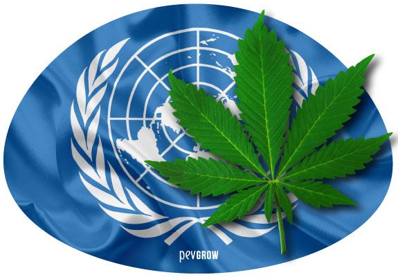 Imagen de una hoja de marihuana sobre el logo de la ONU*