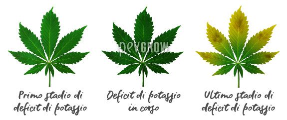 Immagine in cui puoi vedere l'evoluzione della mancanza di Potassio nelle foglie di cannabis