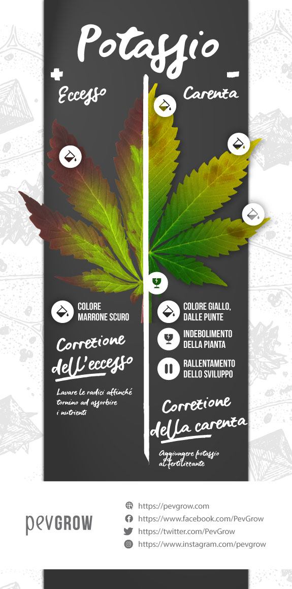 Infografica sull'eccesso e la carenza di Potassio in una pianta di cannabis