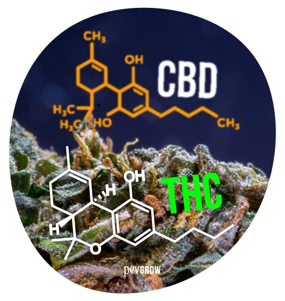 Image où l'on voit les molécules de CBD et de THC *