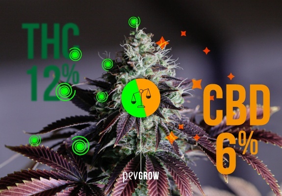 Pianta di marijuana decorata con lettere THC-CBD e rapporti diversi.