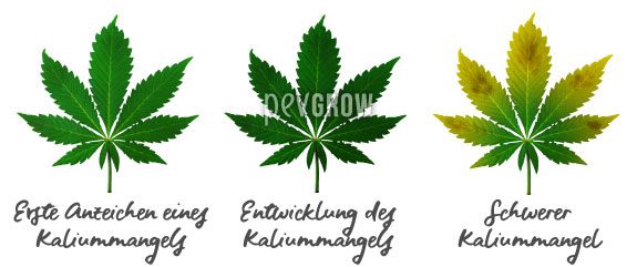Anzeichen der Entwicklung eines Kaliummangels auf Cannabisblättern