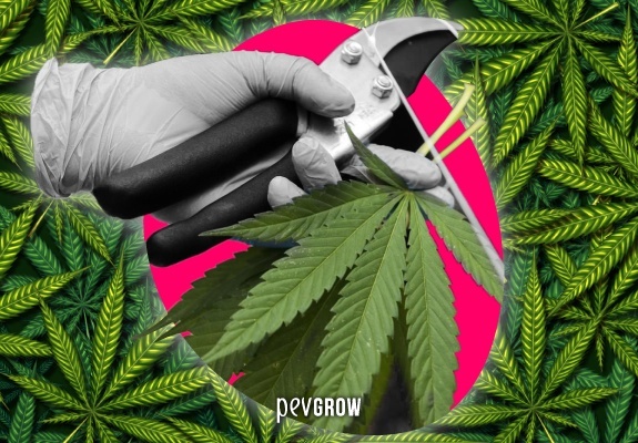 Das Bild zeigt eine behandschuhte Hand mit einer Gartenschere an einer Marihuanapflanze.