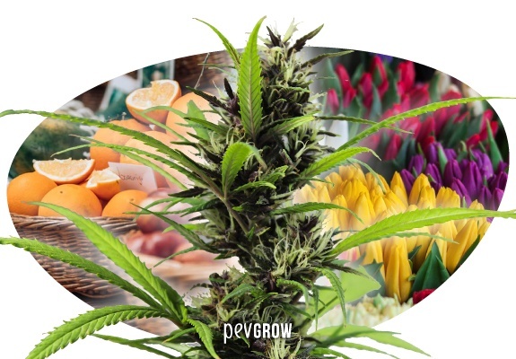 A marijuana plant against a backdrop of various fruits and flowers
