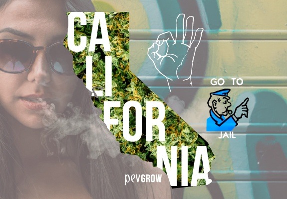 Mapa de California con un fondo de plantas de marihuana