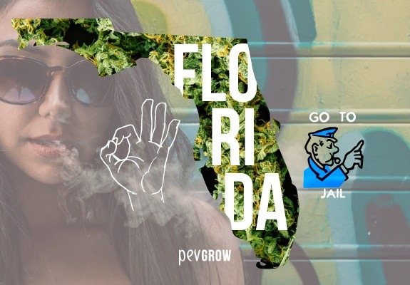 Mapa de Florida con un fondo de plantas de marihuana