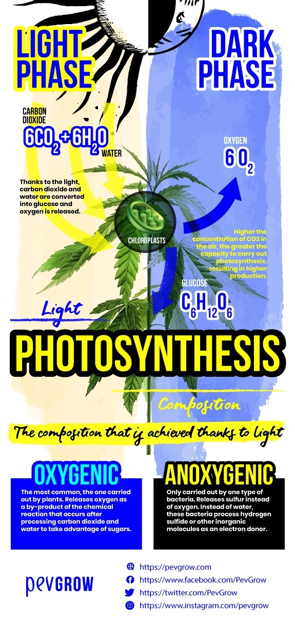 Infographic where you can see the actions that the plant performs during the light and dark phases of photosynthesis *