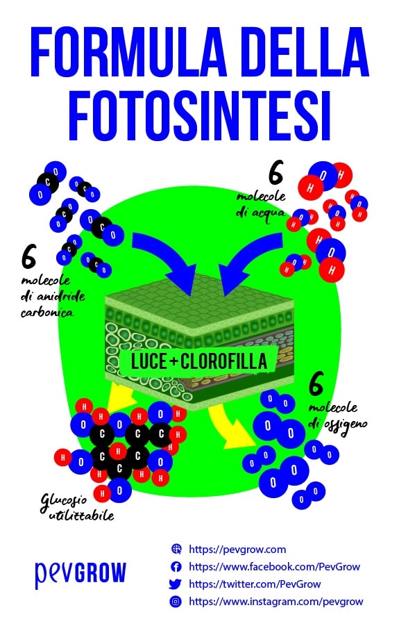 formula per la fotosintesi