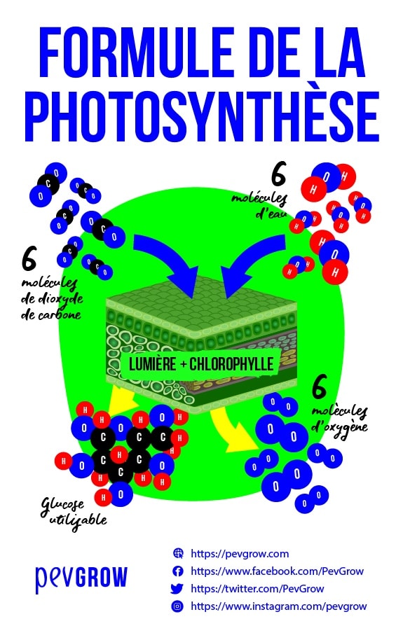formule de la photosynthèse