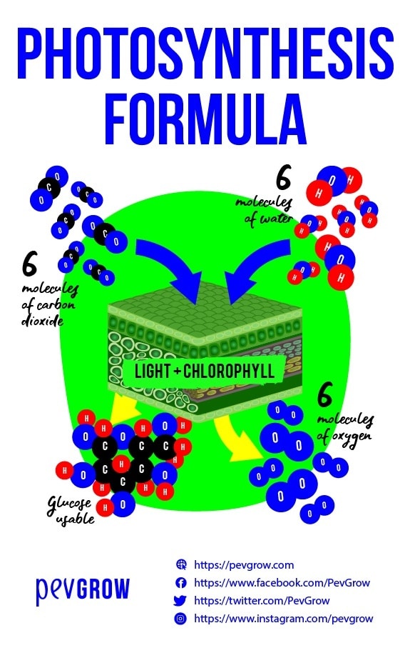 formula for photosynthesis