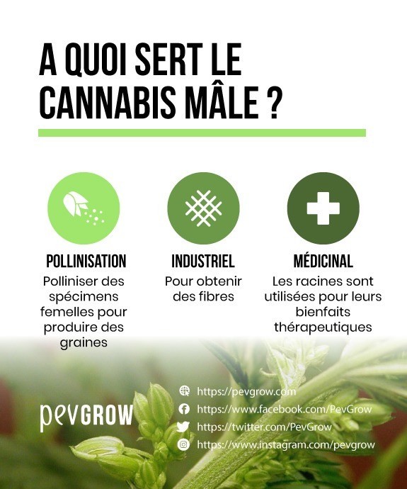 Résumé visuel de ce à quoi sert le cannabis mâle