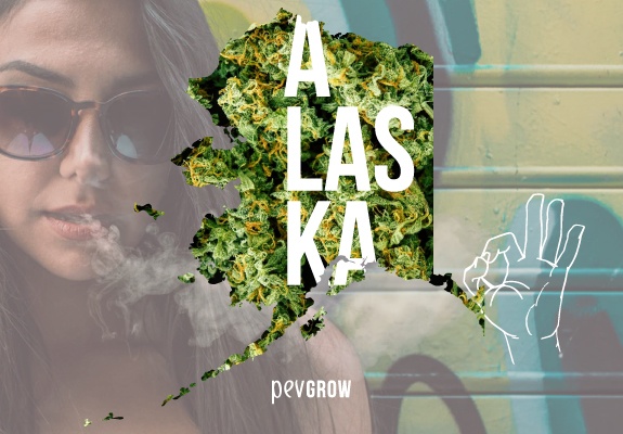 Map of Alaska with a background of marijuana plants. 