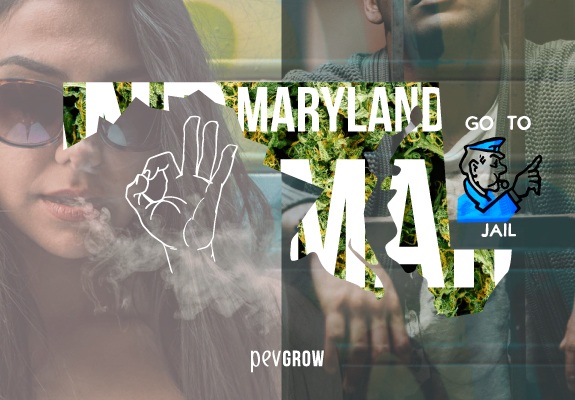 Map of Maryland with a background of marijuana plants. 