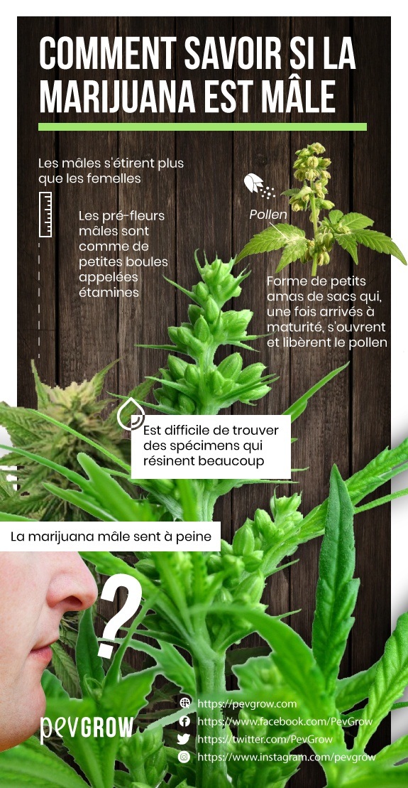 Image montrant les différentes fleurs des plants de marijuana mâles et femelles *