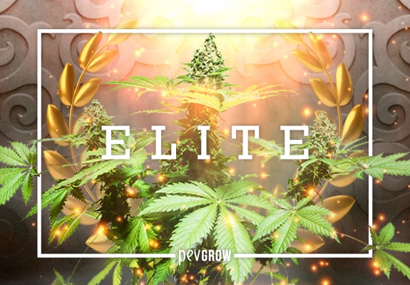 *Image d'un clone de cannabis élite en pleine floraison, entouré d'une couronne de laurier*.