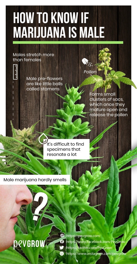 Image showing the different flowers of male and female marijuana plants *