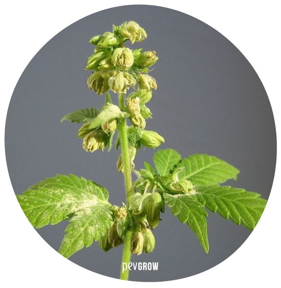 Imagen de una planta de marihuana con muchas flores macho abiertas, soltando polen que se puede ver depositado en la superficie de las hojas*