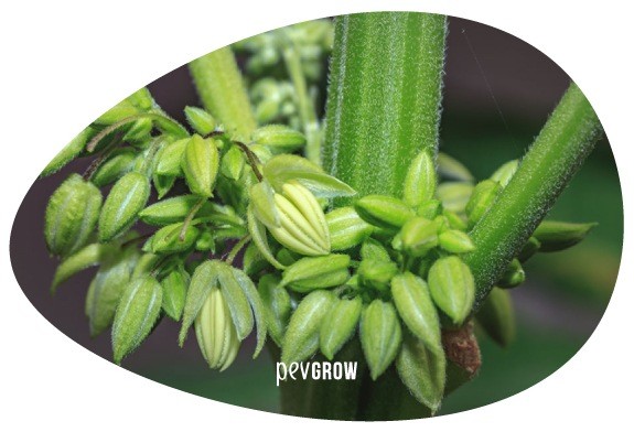 Imagen de una planta de marihuana macho abriendo los primeros sacos de polen*