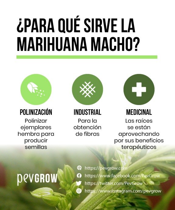 Resumen visual para qué sirve la marihuana macho