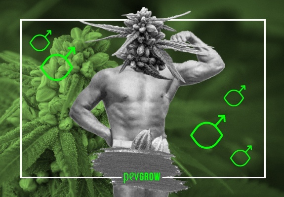 Figure of a man simulating Michelangelo's David with a marijuana plant in the background and a bud for a head.