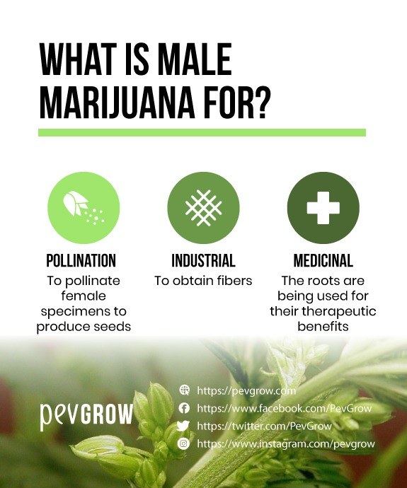 Visual summary of what male marijuana is used for