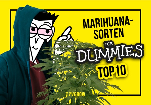 Top 10 der am einfachsten anzubauenden Marihuana-Sorten
