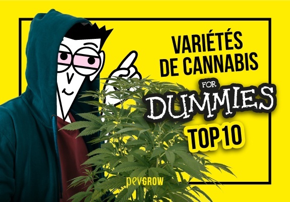 Top 10 des variétés de cannabis les plus faciles à cultiver